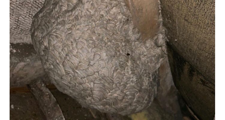 Removing Old wasps nest in Norwich