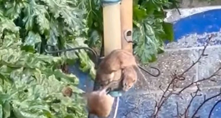 Watch this video of Rats having a garden feast party in Felixstowe Suffolk