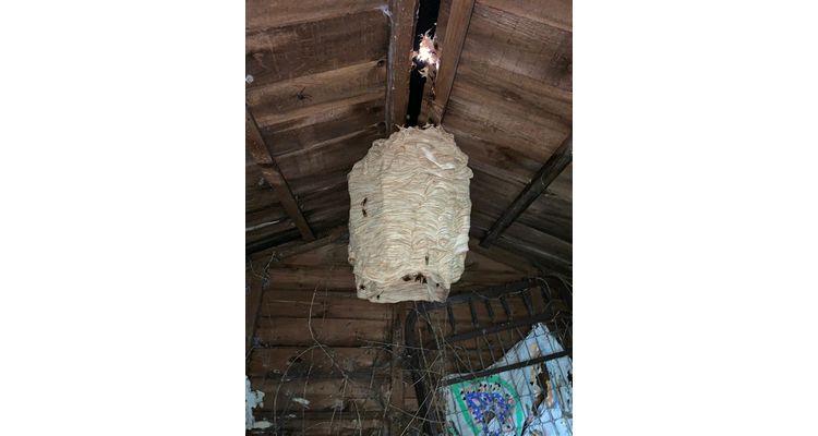 A wasp nest Lantern in Saxmundham Suffolk, we have been Inundated with large wasps nests a very busy summer watch the video