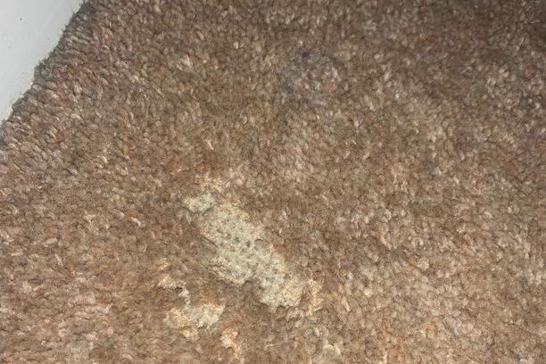 Signs you have Carpet Beetles