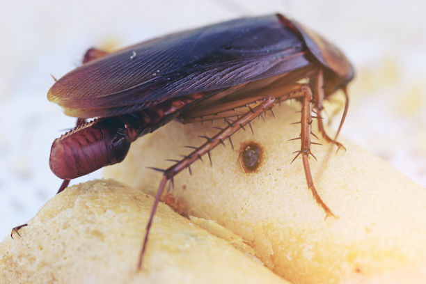 Cockroach Facts