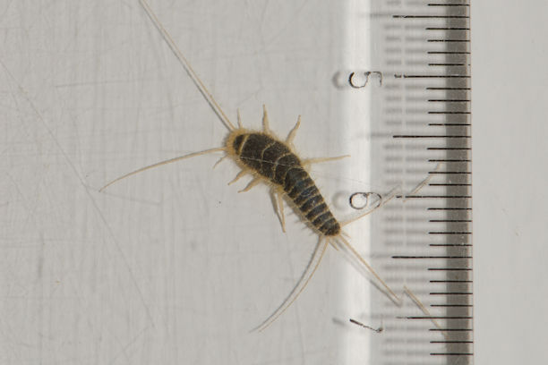 Silverfish Facts