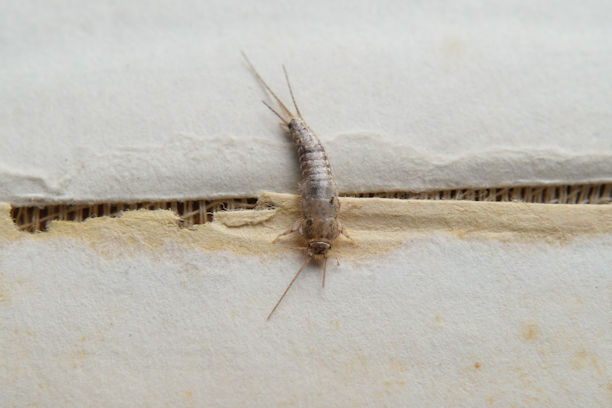 Signs you have Silverfish