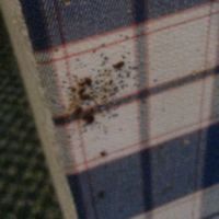 Bed Bugs on the base of a bed