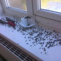 Cluster Flies Dead on a Windowsill