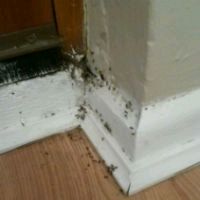 Ant Gel placed in a hallway