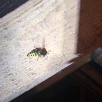 Wasp in a loft space