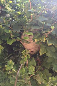 Wasp nest removal from a bush