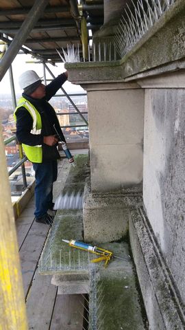 Bird Proofing at Colchester Town Hall