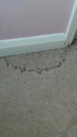 Carpet Moth activity