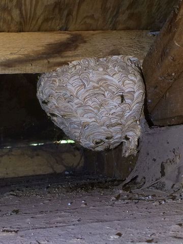 Dans Wasp Nest