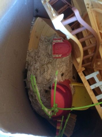 wasp nest in box1