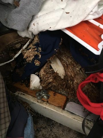 wasp nest cupboard 2020