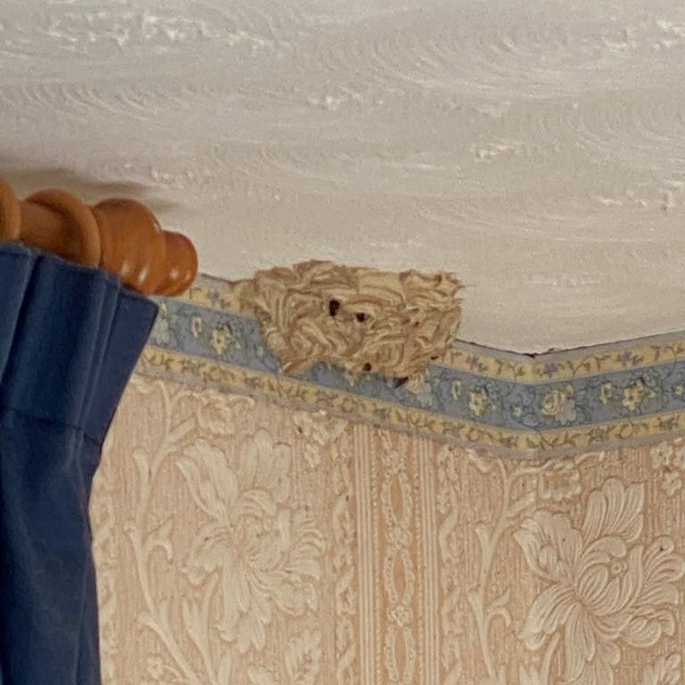 Wasp Nest through an Artex Ceiling