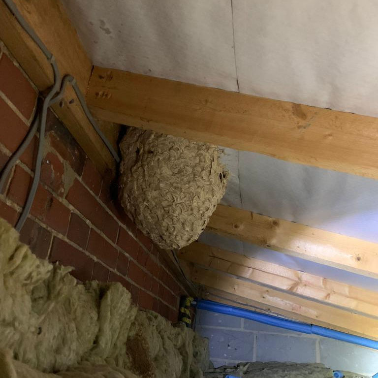 Wasp nest in roof eaves