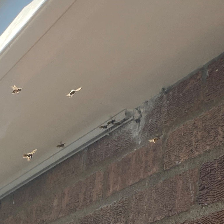 Wasps under soffit board