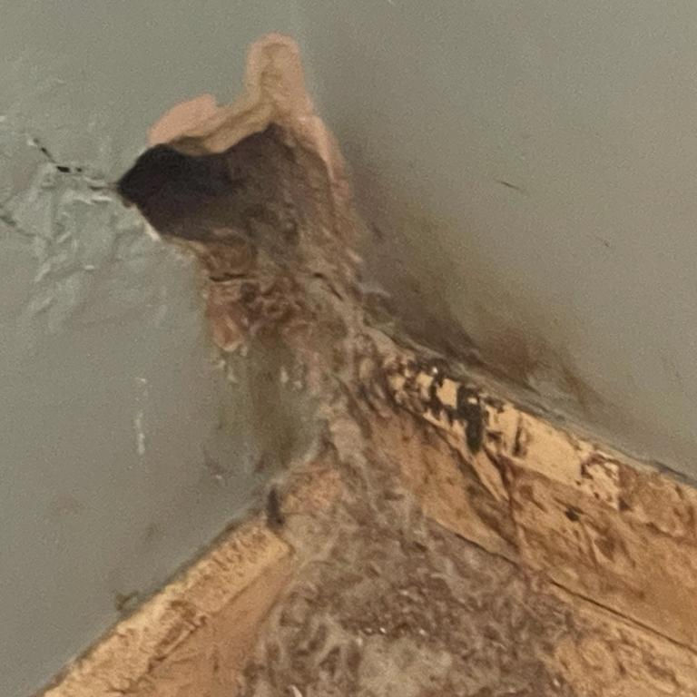 Rat Smear Marks around Access Hole