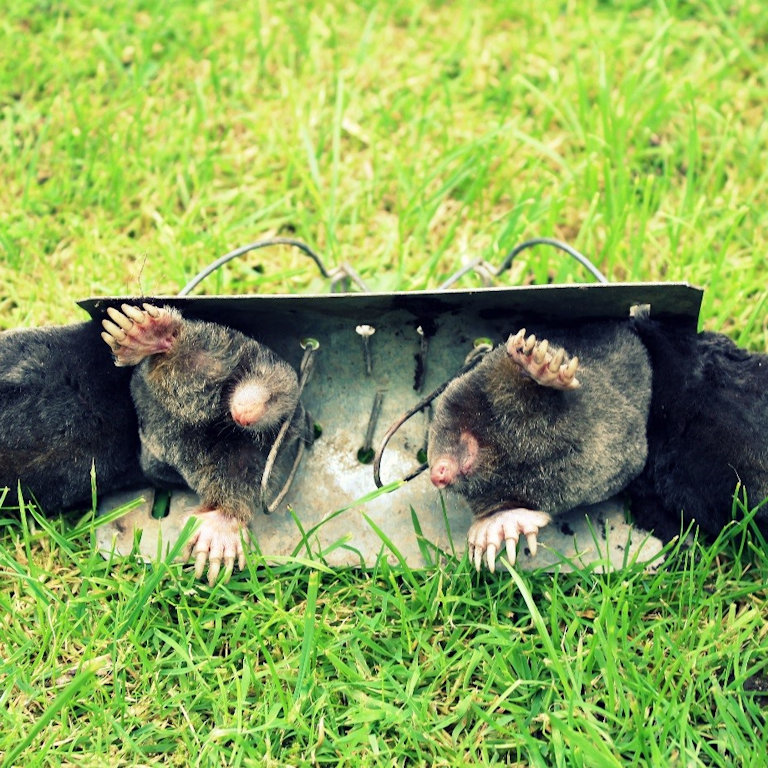 Moles caught in a funnel trap
