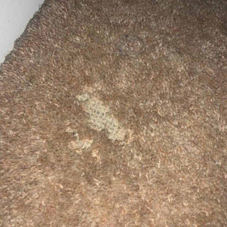 Carpet Beetles Damage to Carpet