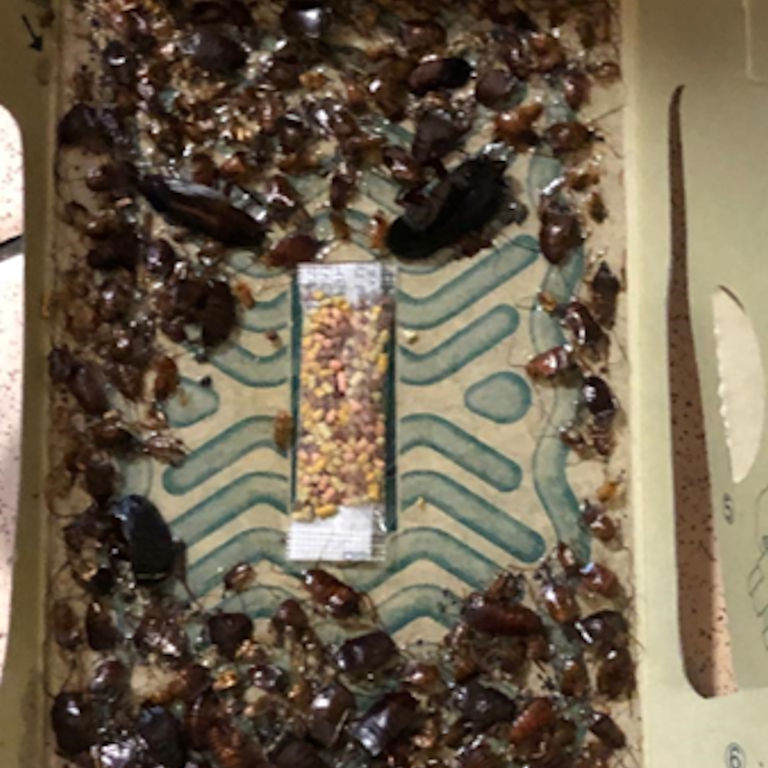 Cockroaches caught on a sticky trap