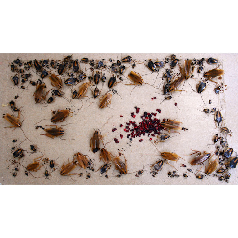 Cockroaches Trapped on a sticky board