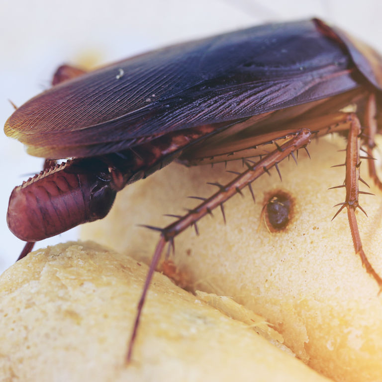Cockroach with egg case