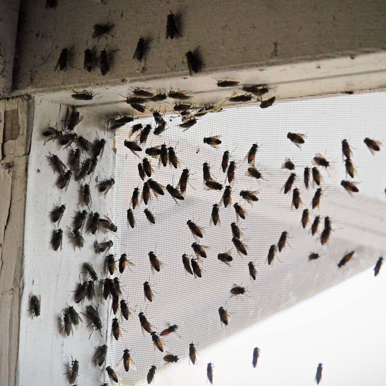 Cluster Flies around a Window